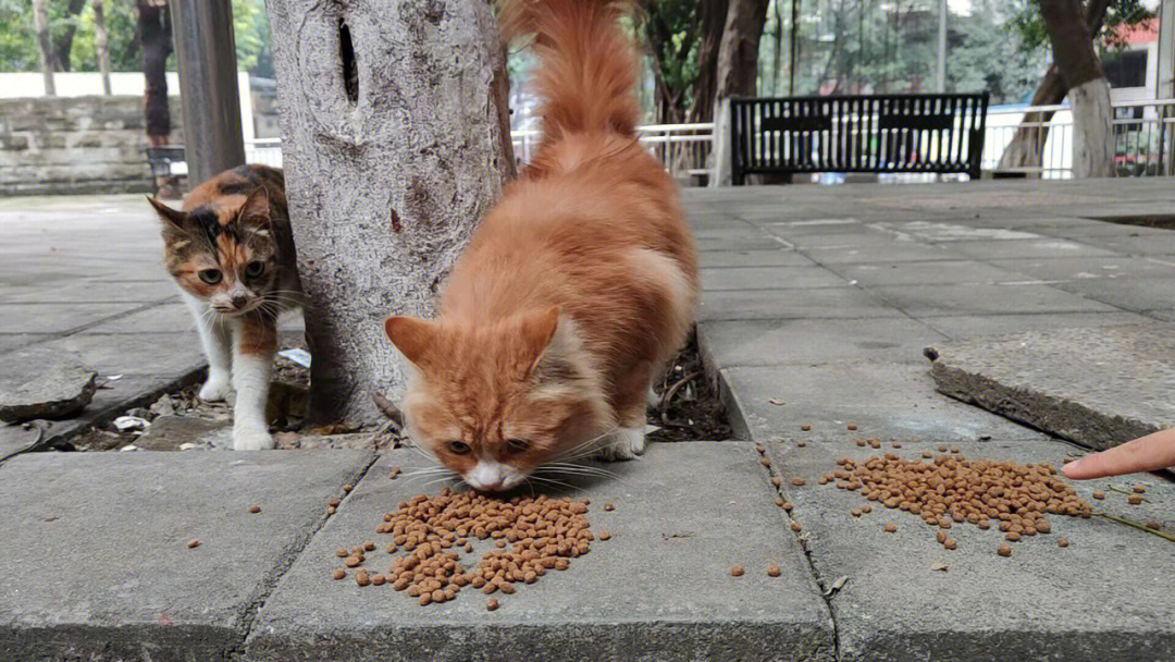 重庆橘猫探秘，城市新星猫界风采展示